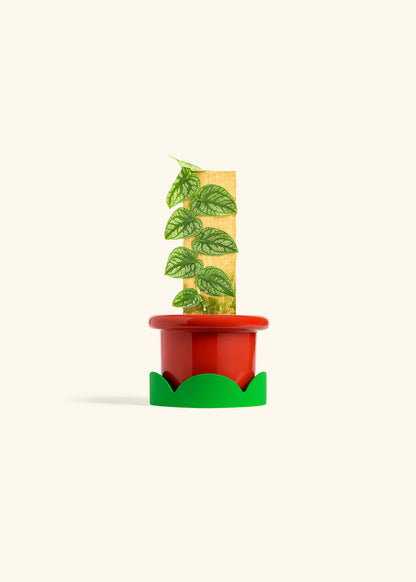 Shingle Plant in a 4 inches Fat Lip Red Planter in a Shamrock Petal Drip Tray