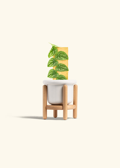 Shingle Plant in a 4 inches Fat Lip White Planter in a Beech Wood Stand