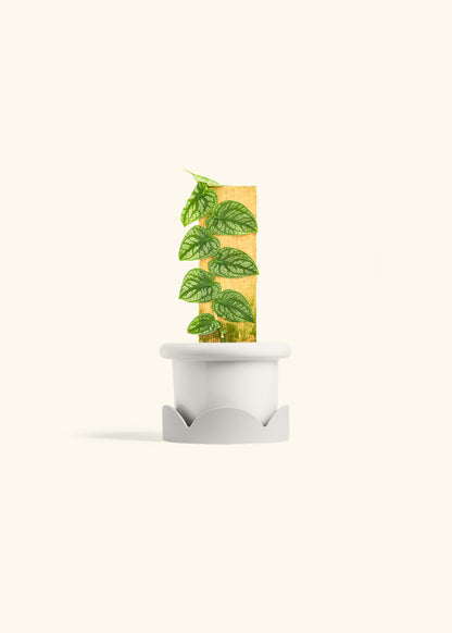 Shingle Plant in a 4 inches Fat Lip White Planter in a Oat Petal Drip Tray