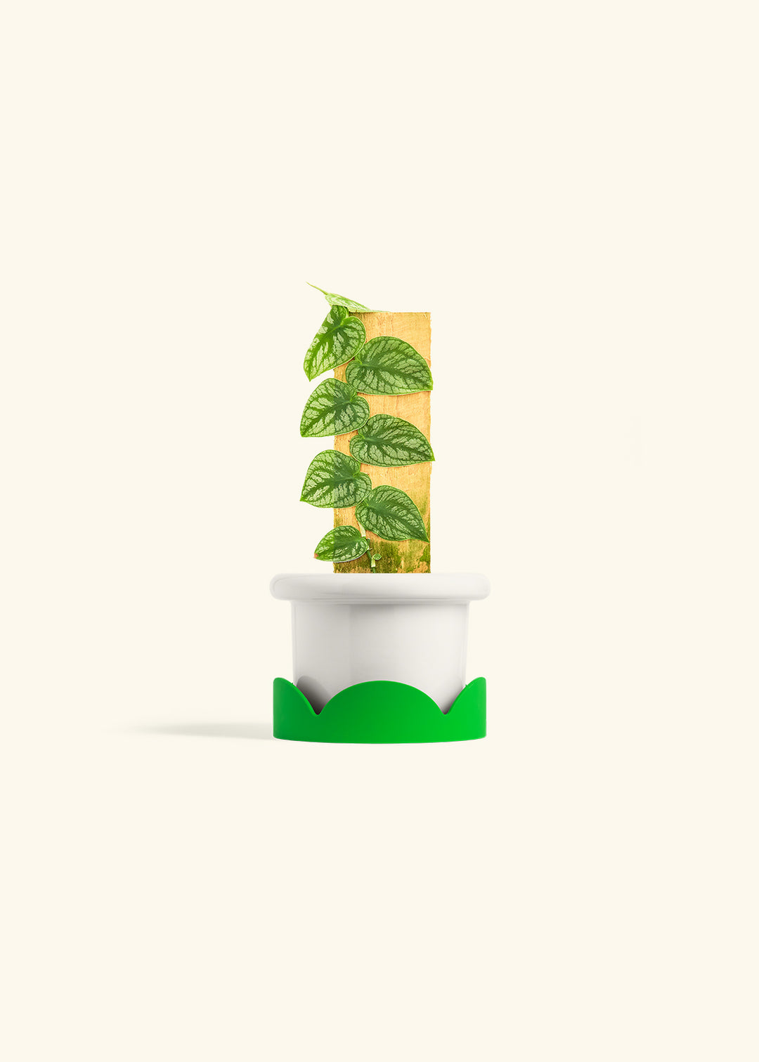 Shingle Plant in a 4 inches Fat Lip White Planter in a Shamrock Petal Drip Tray