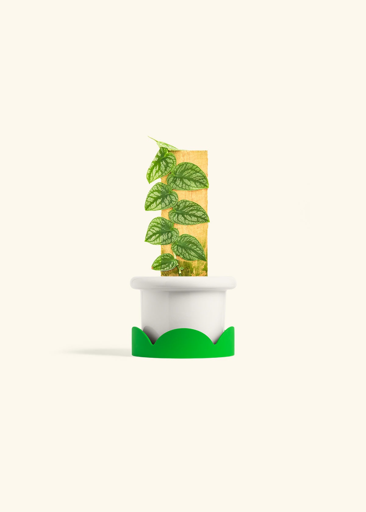 Shingle Plant in a 4 inches Fat Lip White Planter in a Shamrock Petal Drip Tray