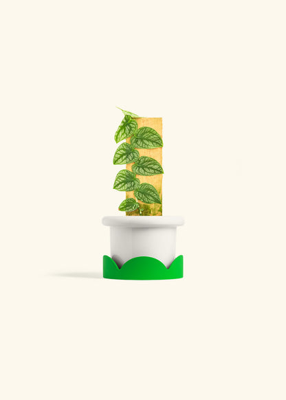 Shingle Plant in a 4 inches Fat Lip White Planter in a Shamrock Petal Drip Tray