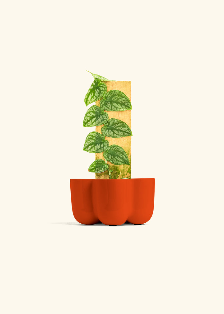 Shingle Plant in a 4 inches in a Red Petal Planter