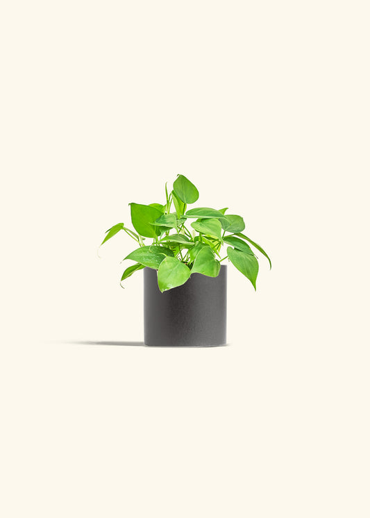 Sweetheart Philodendron in a 4 inches Charcoal Classic Cylinder Planter 