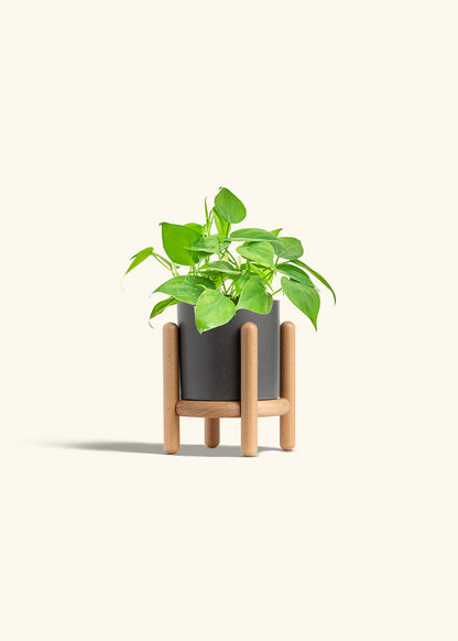 Sweetheart Philodendron in a 4 inches Charcoal Classic Cylinder Planter in a Beech Wood Stand