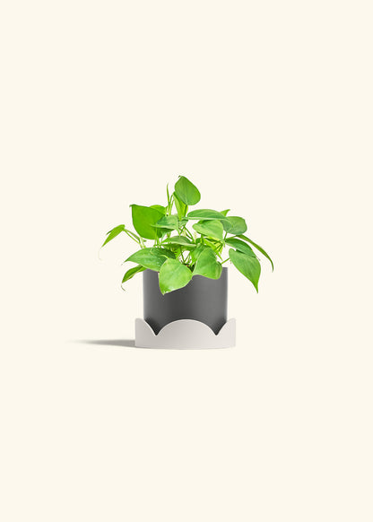 Sweetheart Philodendron in a 4 inches Charcoal Classic Cylinder Planter in a Oat Petal Drip Tray