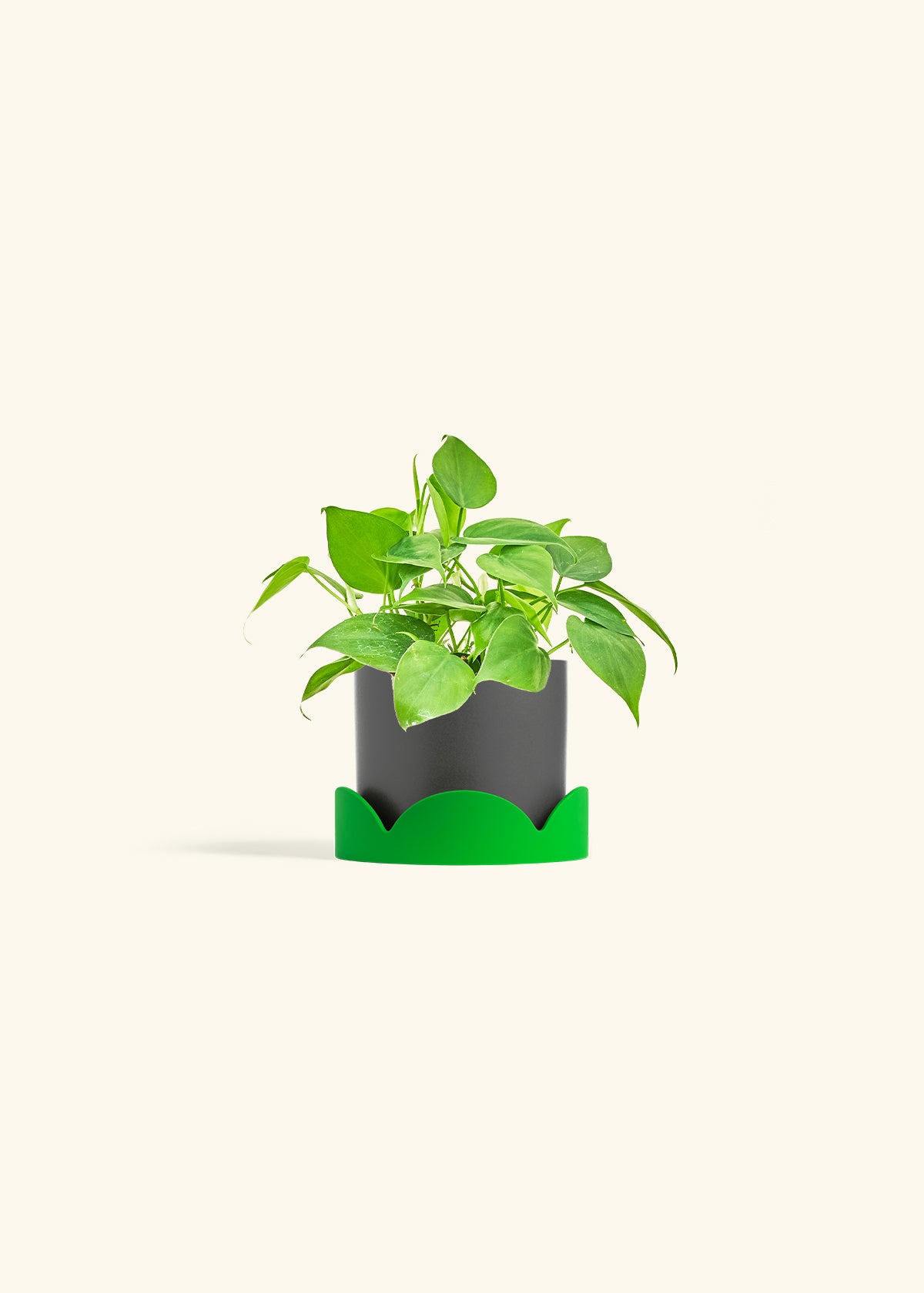 Sweetheart Philodendron in a 4 inches Charcoal Classic Cylinder Planter in a Shamrock Petal Drip Tray