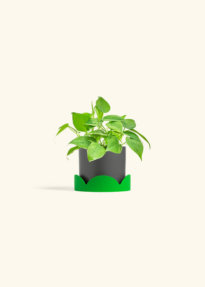 Sweetheart Philodendron in a 4 inches Charcoal Classic Cylinder Planter in a Shamrock Petal Drip Tray