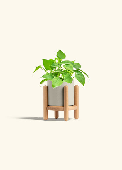 Sweetheart Philodendron in a 4 inches Oat Classic Cylinder Planter in a Beech Wood Stand