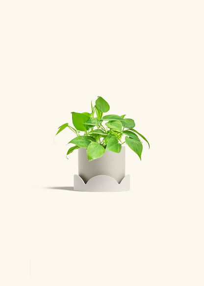 Sweetheart Philodendron in a 4 inches Oat Classic Cylinder Planter in a Oat Petal Drip Tray