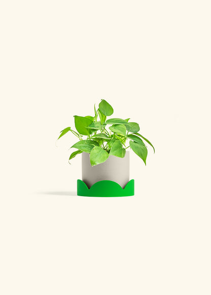 Sweetheart Philodendron in a 4 inches Oat Classic Cylinder Planter in a Shamrock Petal Drip Tray