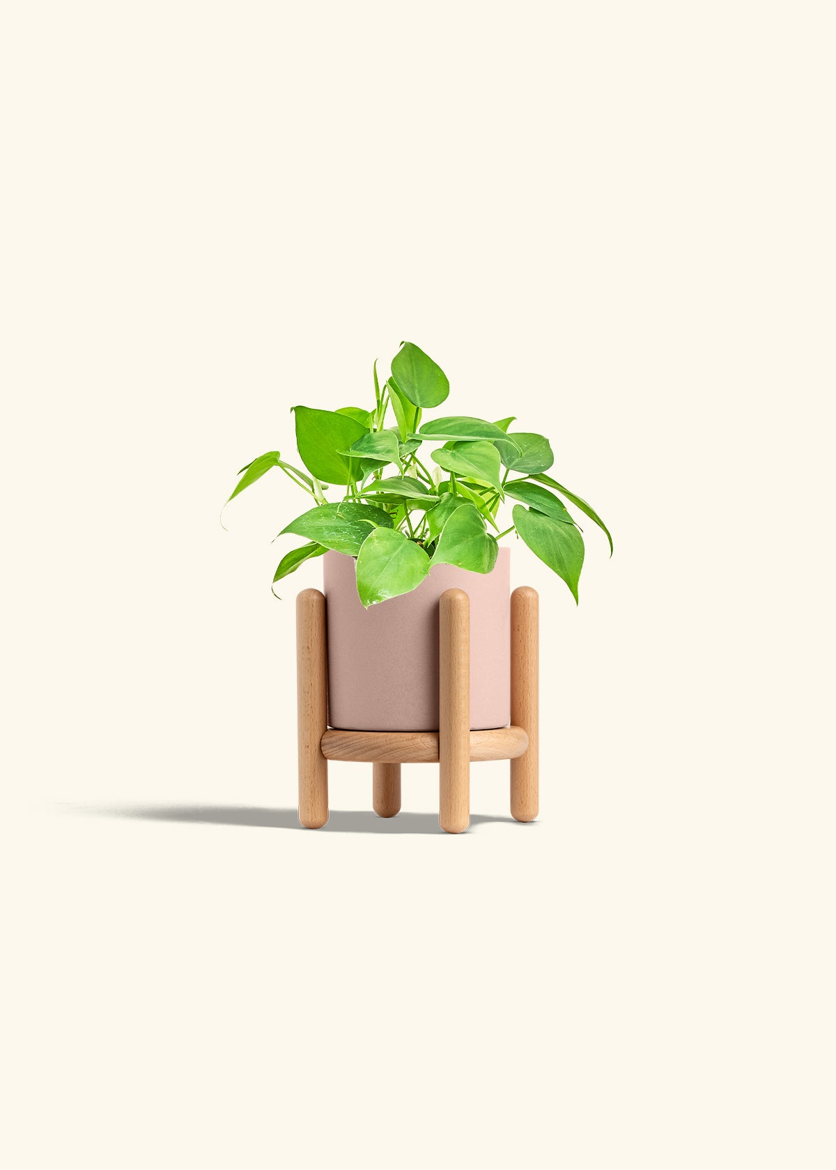 Sweetheart Philodendron in a 4 inches Pink Classic Cylinder Planter in a Beech Wood Stand