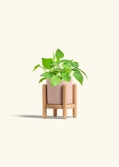 Sweetheart Philodendron in a 4 inches Pink Classic Cylinder Planter in a Beech Wood Stand