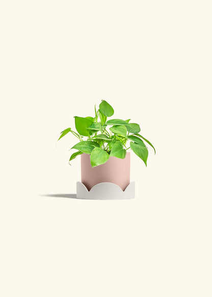 Sweetheart Philodendron in a 4 inches Pink Classic Cylinder Planter in a Oat Petal Drip Tray
