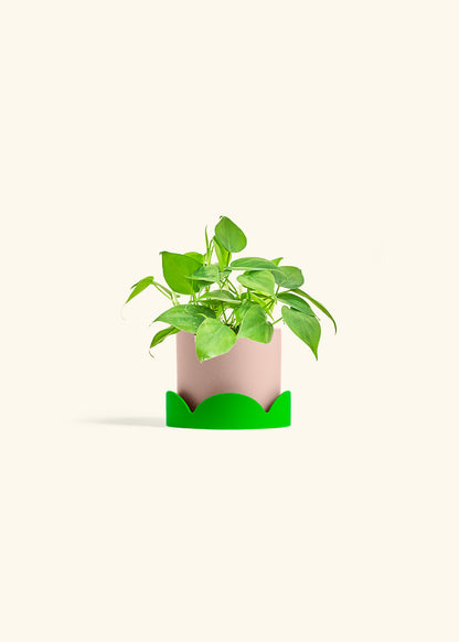 Sweetheart Philodendron in a 4 inches Pink Classic Cylinder Planter in a Shamrock Petal Drip Tray