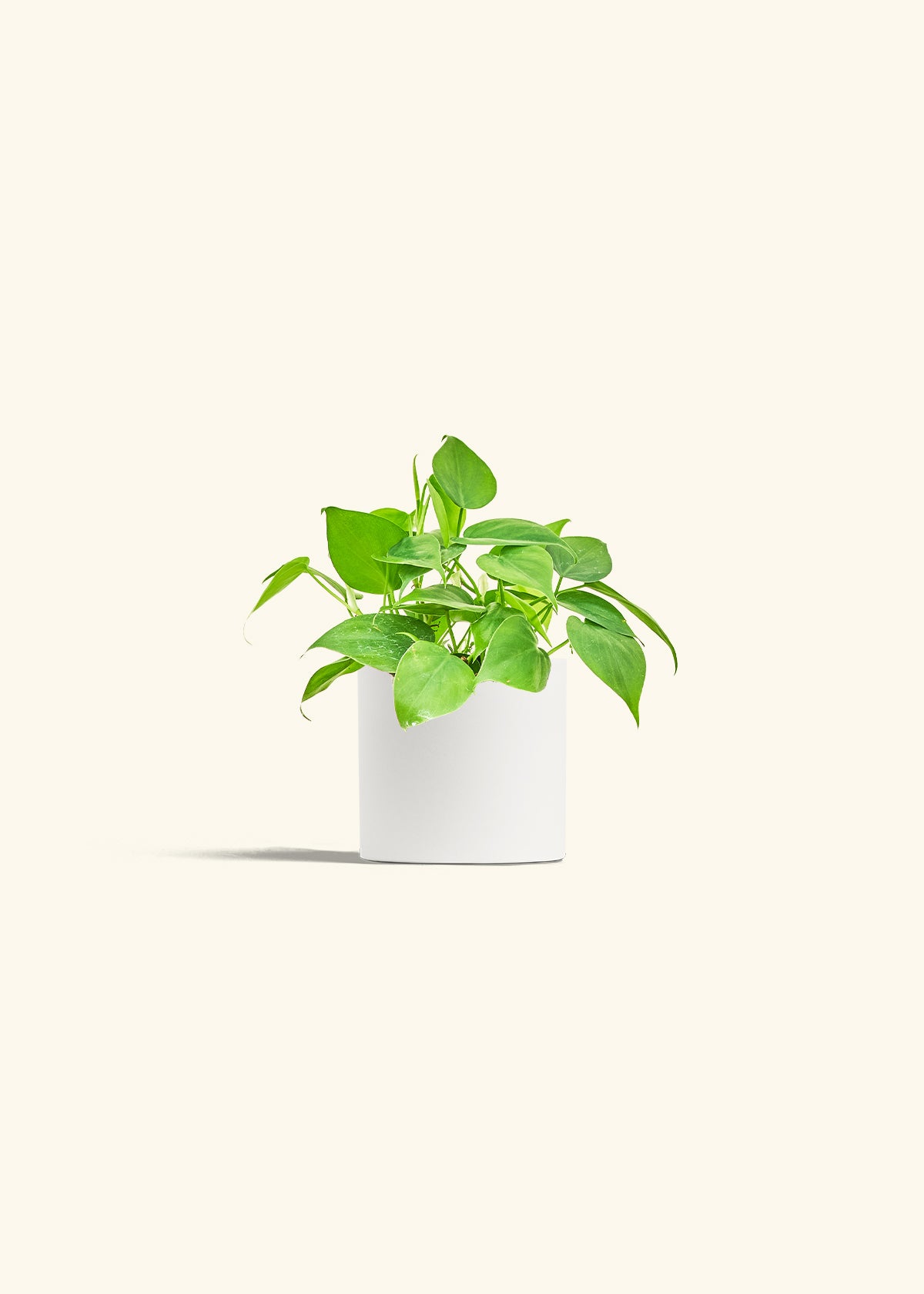 Sweetheart Philodendron in a 4 inches White Classic Cylinder Planter 