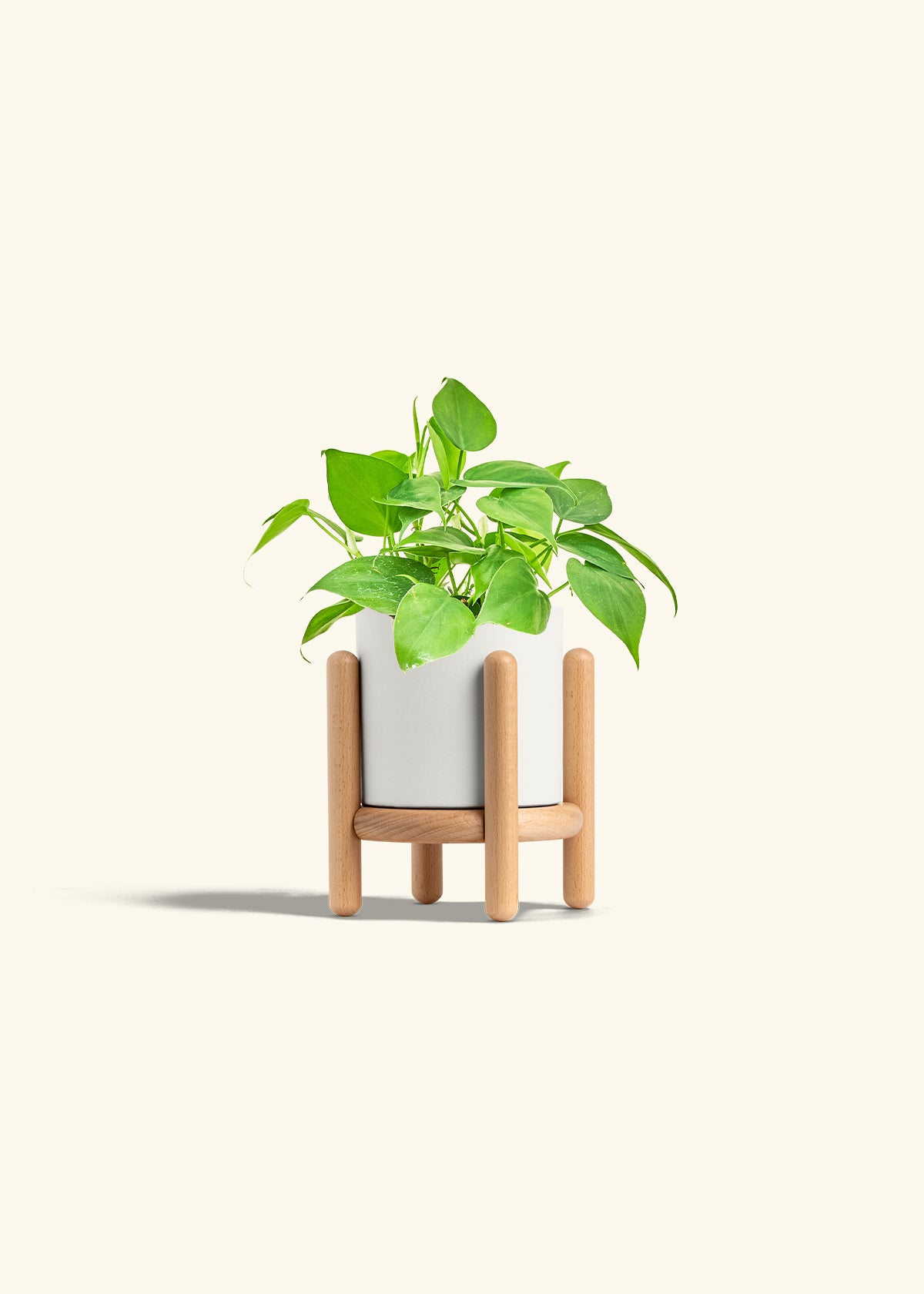 Sweetheart Philodendron in a 4 inches White Classic Cylinder Planter in a Beech Wood Stand
