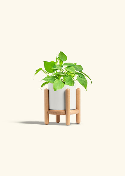 Sweetheart Philodendron in a 4 inches White Classic Cylinder Planter in a Beech Wood Stand