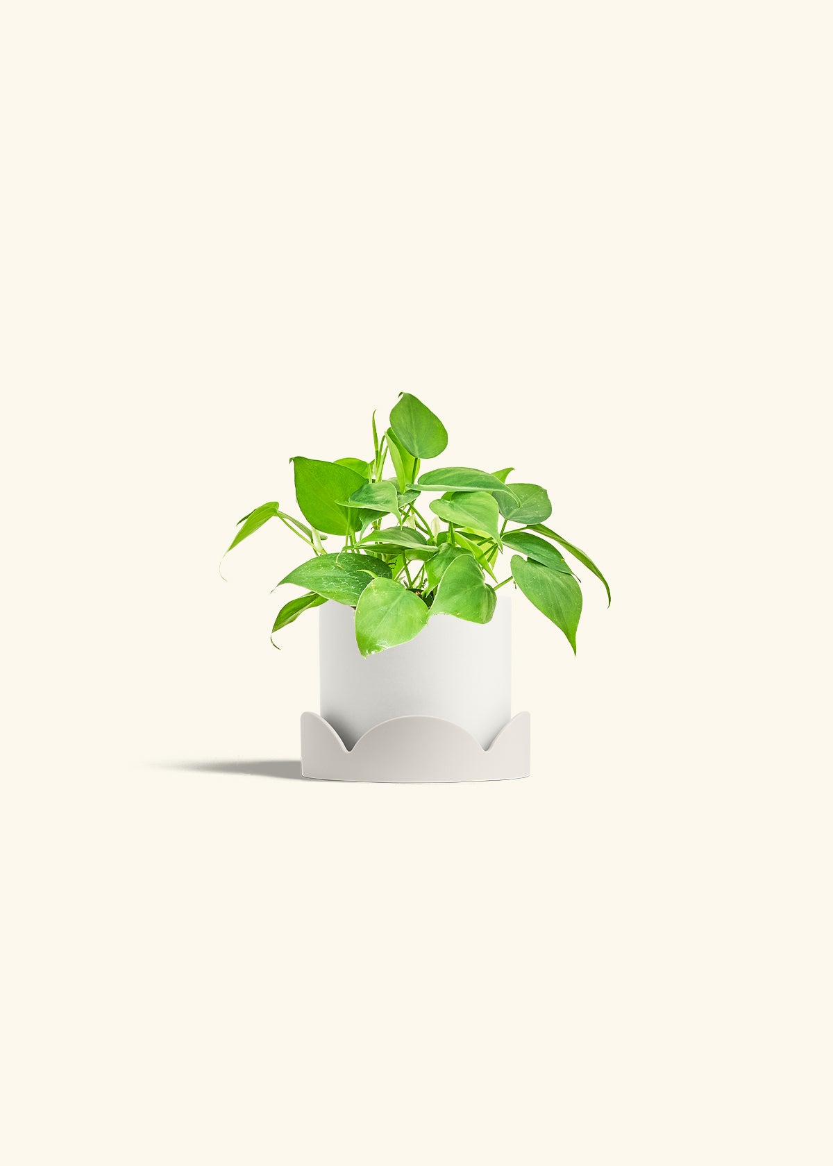 Sweetheart Philodendron in a 4 inches White Classic Cylinder Planter in a Oat Petal Drip Tray