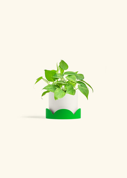 Sweetheart Philodendron in a 4 inches White Classic Cylinder Planter in a Shamrock Petal Drip Tray