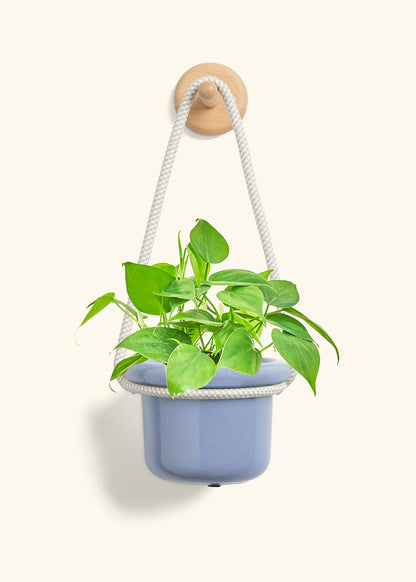Sweetheart Philodendron, Small