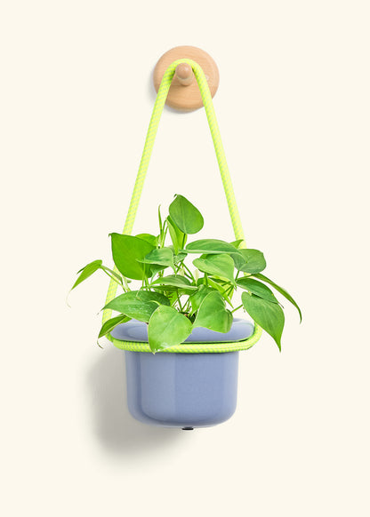 Sweetheart Philodendron, Small