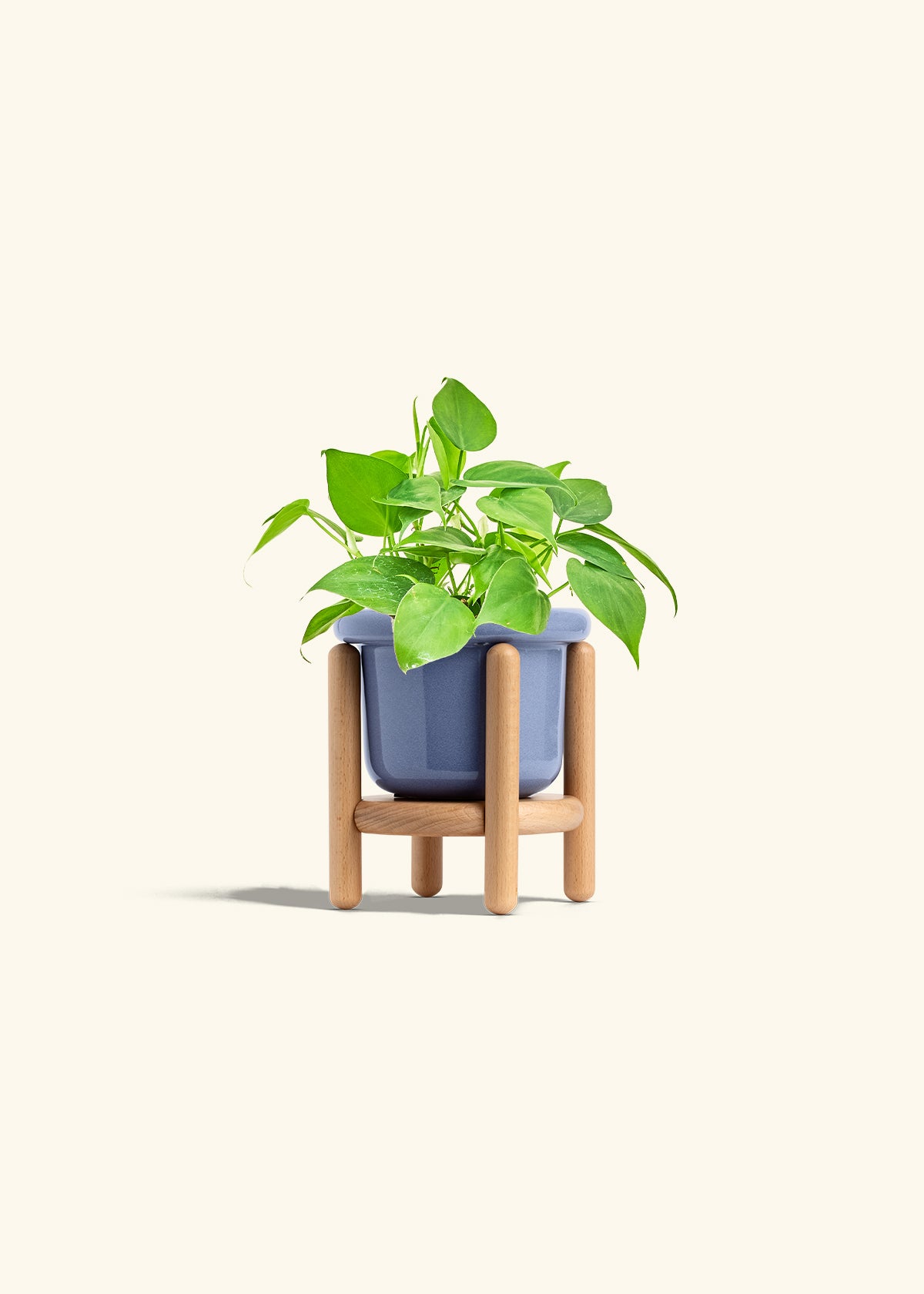 Sweetheart Philodendron in a 4 inches Fat Lip Blue Planter in a Beech Wood Stand