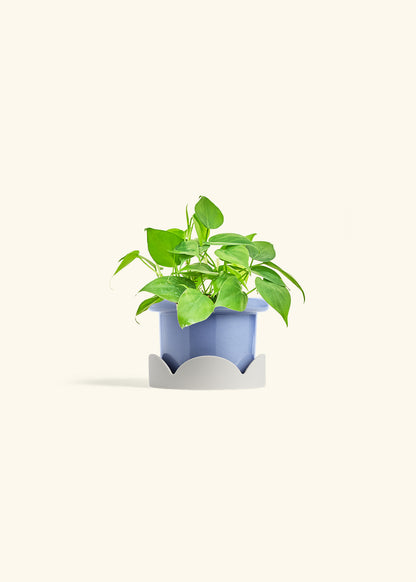 Sweetheart Philodendron in a 4 inches Fat Lip Blue Planter in a Oat Petal Drip Tray