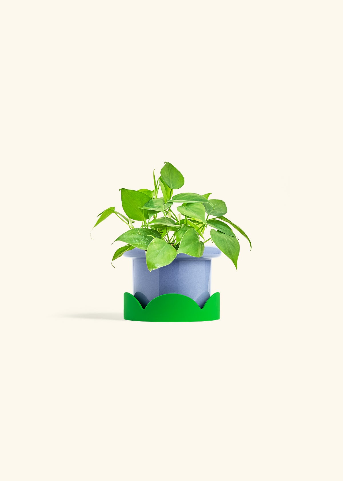 Sweetheart Philodendron in a 4 inches Fat Lip Blue Planter in a Shamrock Petal Drip Tray
