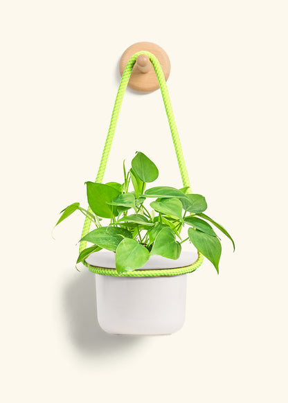 Sweetheart Philodendron, Small