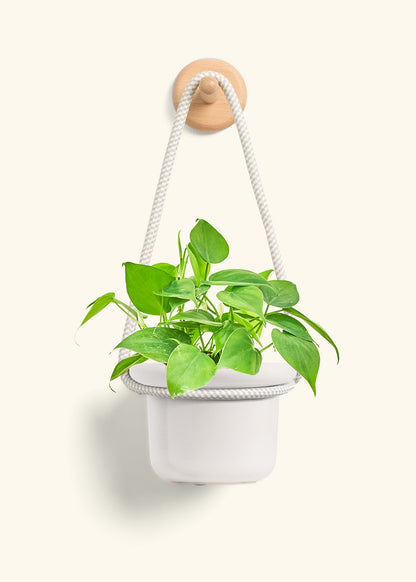 Sweetheart Philodendron, Small
