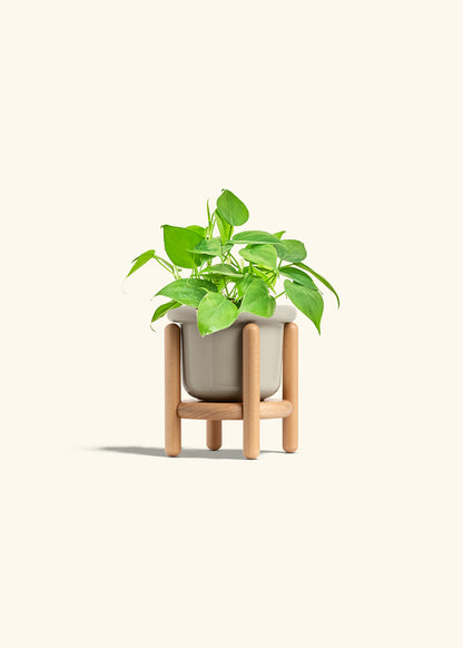 Sweetheart Philodendron in a 4 inches Fat Lip Red Planter in a Beech Wood Stand