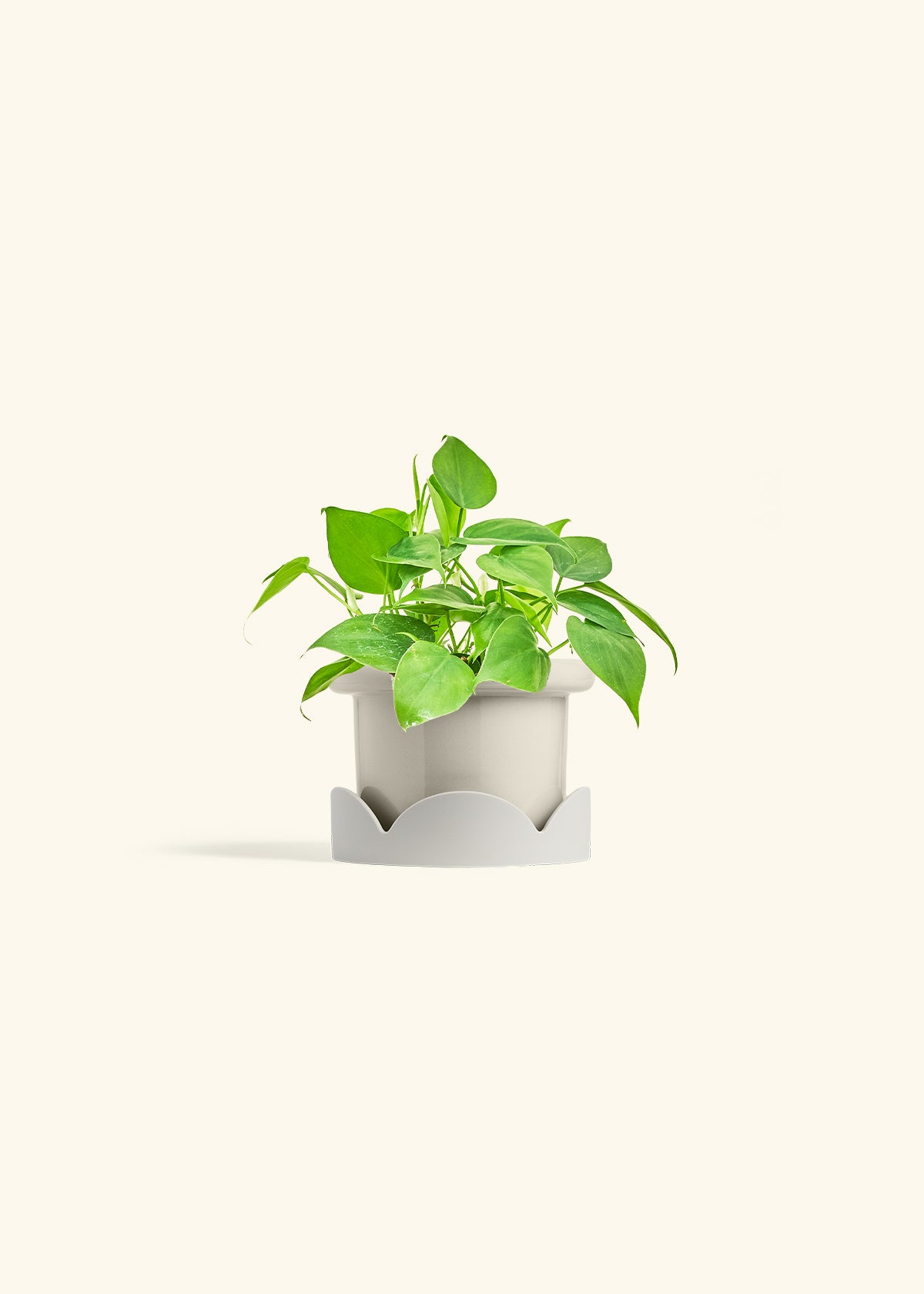 Sweetheart Philodendron in a 4 inches Fat Lip Red Planter in a Oat Petal Drip Tray