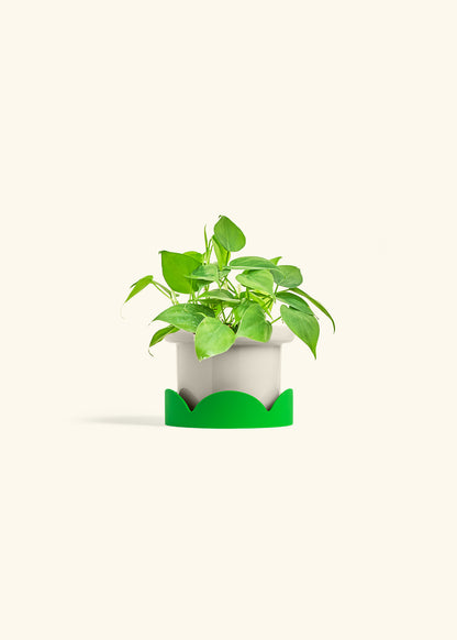 Sweetheart Philodendron in a 4 inches Fat Lip Red Planter in a Shamrock Petal Drip Tray