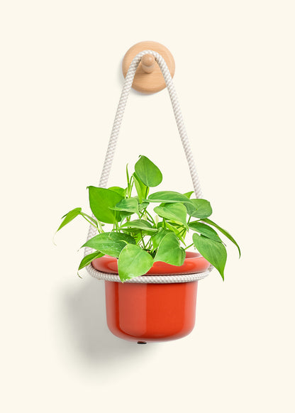 Sweetheart Philodendron, Small
