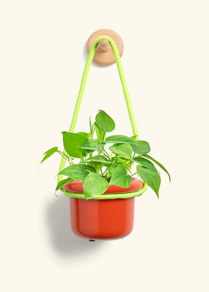 Sweetheart Philodendron, Small