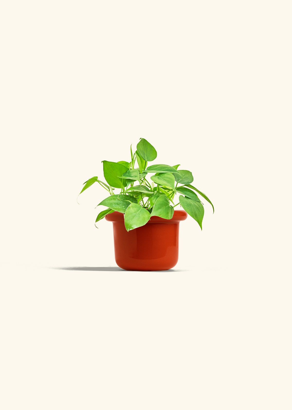 Sweetheart Philodendron in a 4 inches Fat Lip Oat Planter 