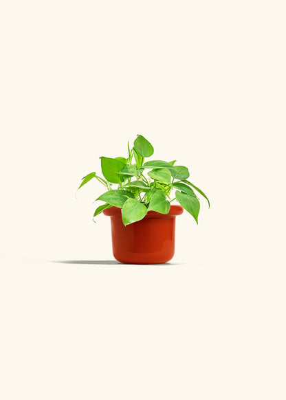 Sweetheart Philodendron in a 4 inches Fat Lip Oat Planter 