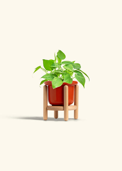 Sweetheart Philodendron in a 4 inches Fat Lip Oat Planter in a Beech Wood Stand