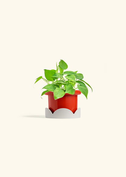 Sweetheart Philodendron in a 4 inches Fat Lip Oat Planter in a Oat Petal Drip Tray