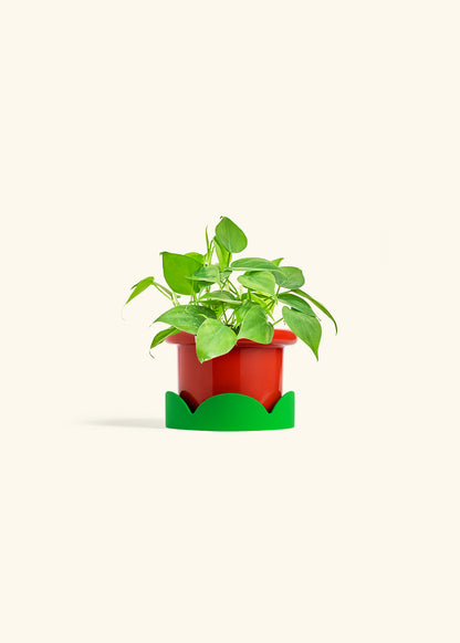 Sweetheart Philodendron in a 4 inches Fat Lip Oat Planter in a Shamrock Petal Drip Tray