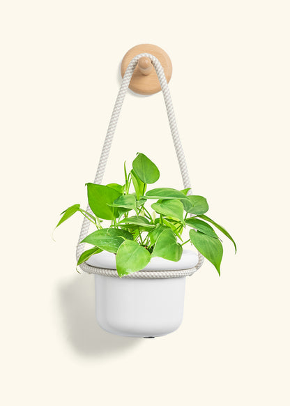 Sweetheart Philodendron, Small