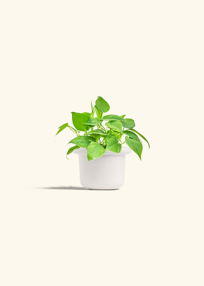 Sweetheart Philodendron in a 4 inches Fat Lip White Planter 