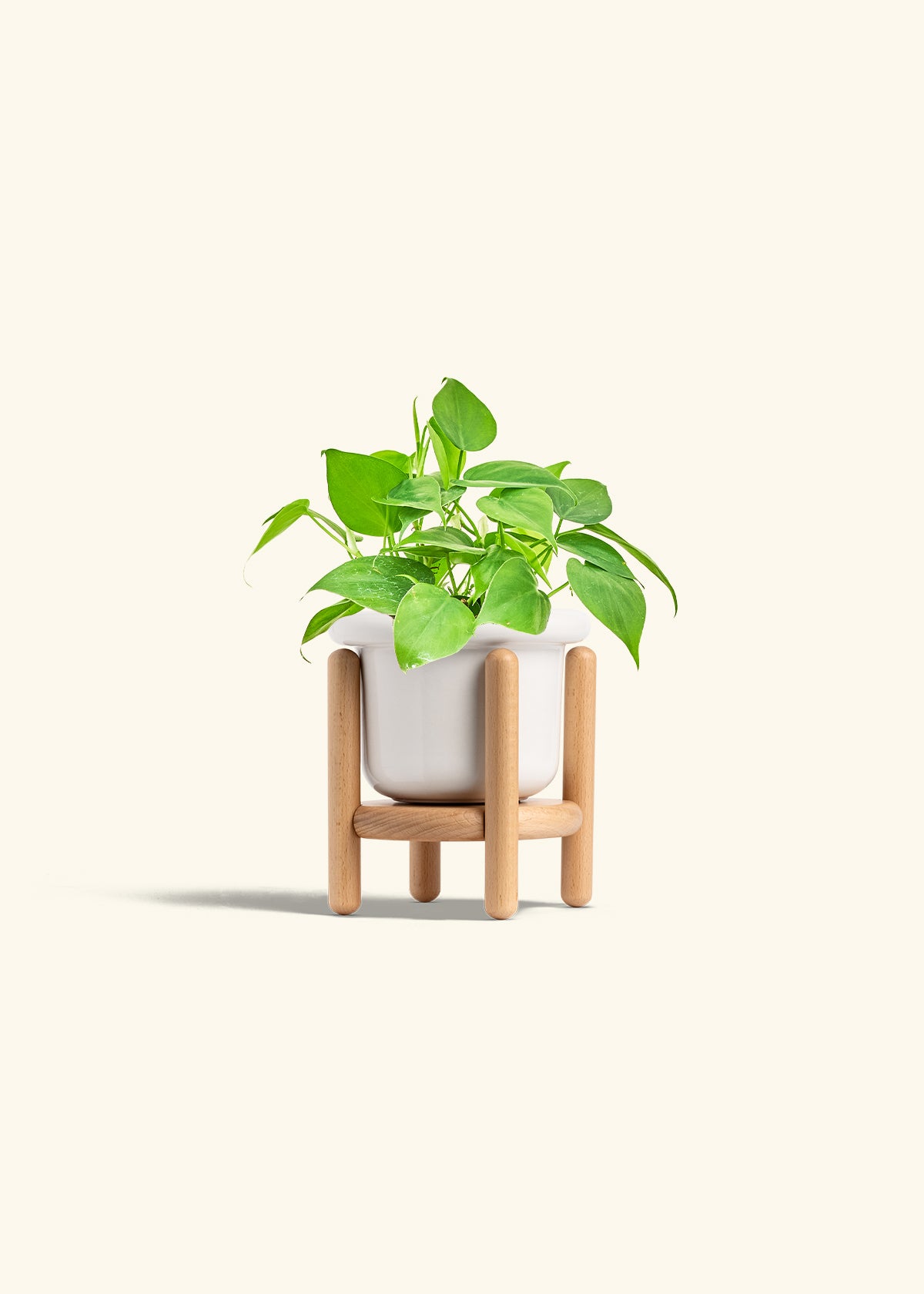 Sweetheart Philodendron in a 4 inches Fat Lip White Planter in a Beech Wood Stand