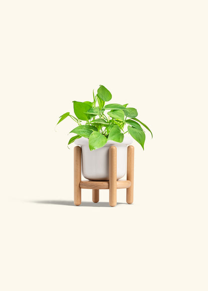 Sweetheart Philodendron in a 4 inches Fat Lip White Planter in a Beech Wood Stand