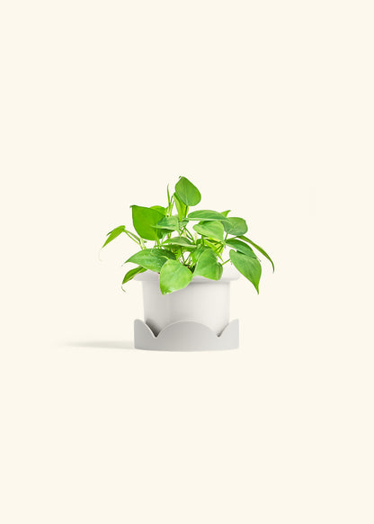 Sweetheart Philodendron in a 4 inches Fat Lip White Planter in a Oat Petal Drip Tray
