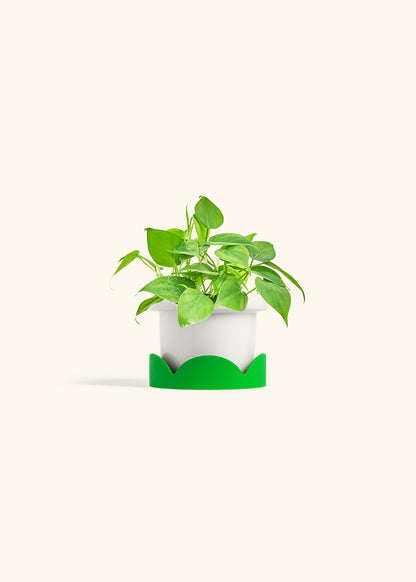 Sweetheart Philodendron in a 4 inches Fat Lip White Planter in a Shamrock Petal Drip Tray