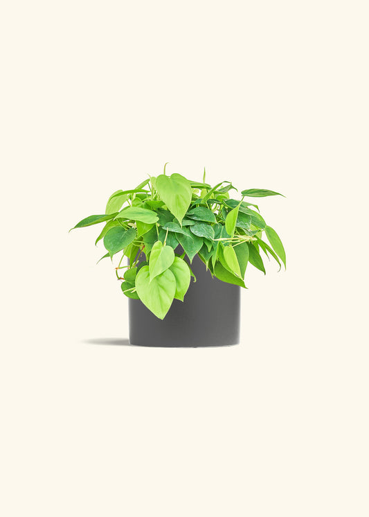 Sweetheart Philodendron in a 6 inches Charcoal Classic Cylinder Planter 