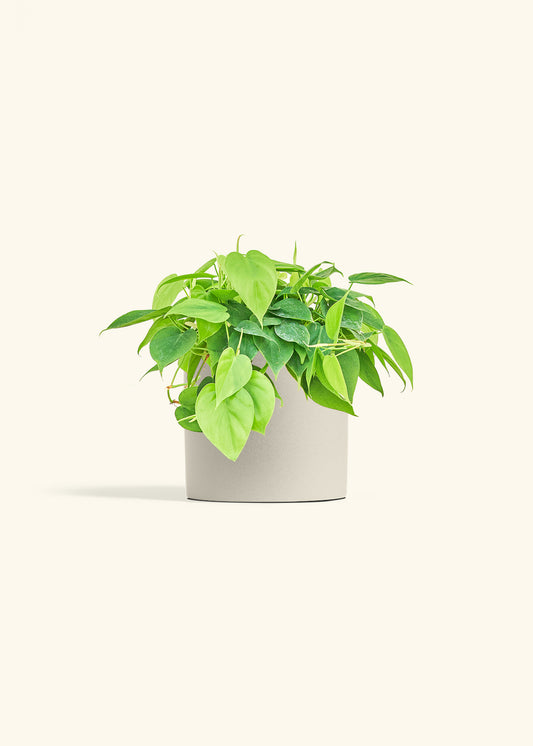 Sweetheart Philodendron in a 6 inches Oat Classic Cylinder Planter 
