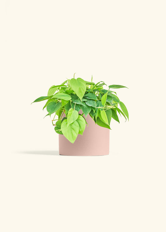 Sweetheart Philodendron in a 6 inches Pink Classic Cylinder Planter 